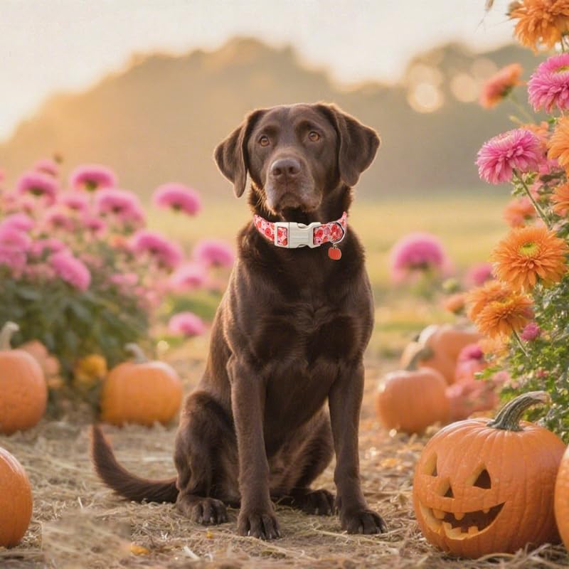 Lionet Paws Halloween Dog Collar- Cute Flower Pumpkin Peach Dog Collars with Plastic Buckle and Pumpkin Pendant,Light Adjustable Heliopsis Dog Collars for Medium Dogs