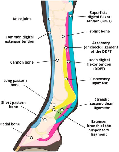 Elastic Compression Bandage Wrap for Horses, Adjustable Equine Leg Support, Breathable Stretch Wrap for Tendon, Ankle, Hock, Swelling