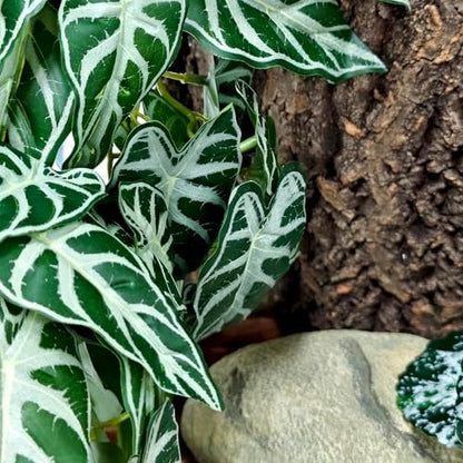 Woyrise 2 Pack Reptile Plants, Terrarium Hanging Plant Vines, Artificial Leaves with Suction Cup, Bearded Dragon Tank Accessories for Gecko Lizard Snake Frog Tortoise Decorations - Alocasia Velvet