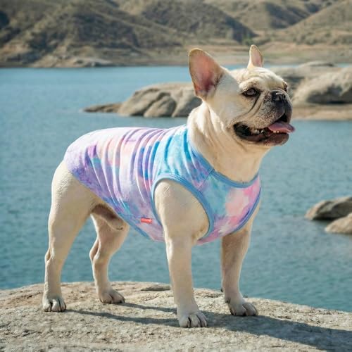 KYEESE 2Pack Dog Shirt for Small Dogs Soft Breathable T-Shirts, Purple+Blue