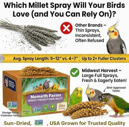 Nemeth Farms Spray Millet - Edible Tops Only, Non-GMO and Sun-Dried - 2 lbs for Cockatiels, Lovebirds and Budgies