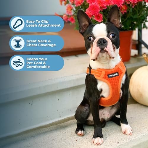 Best Pet Supplies Voyager Adjustable Step-in Flex Breathable Mesh Dog Harness for Small Medium Large Dogs Leash Set (Orange), XL