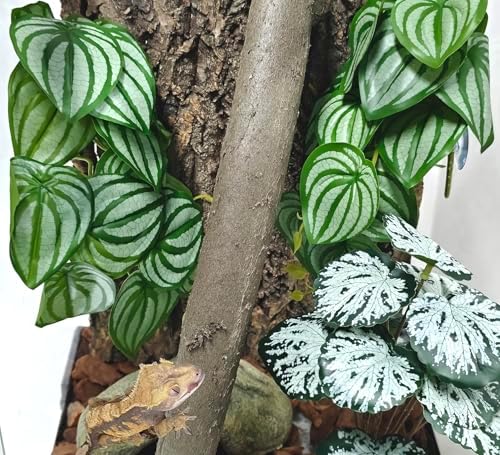 Woyrise 2 Pack Reptile Plants, Terrarium Hanging Plant Vines, Artificial Leaves with Suction Cup, Bearded Dragon Tank Accessories for Gecko Lizard Snake Frog Tortoise Decorations - Calathea Orbifolia