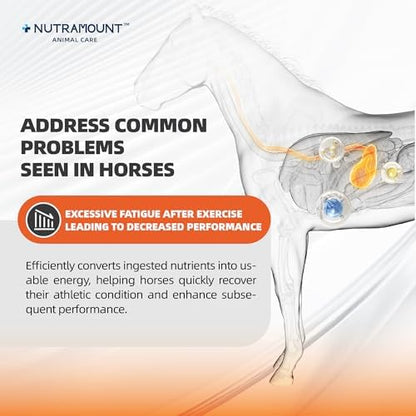 Horse Taurine Supplement Powder for Performance & Nerve Support | Equine Taurine with Magnesium for Focus, Muscle & Stress Balance | Daily Feed Powder 28-Day Supply