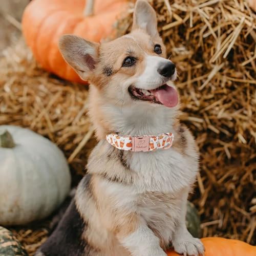 Fall Dog Collar for Medium Dogs - Fall Holiday Pumpkin Latte Printed Dog Collars, Adjustable Heavy Duty Pet Collar with Metal Buckle M