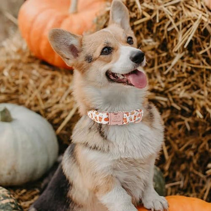Fall Dog Collar for Small Dogs - Fall Holiday Pumpkin Latte Printed Dog Collars, Adjustable Heavy Duty Pet Collar with Metal Buckle S