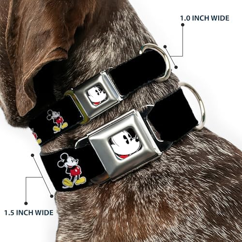 Dog Collar Seatbelt Buckle Jasmine Aladdin Carpet Ride Jasmine Poses Flowers 13 to 18 Inches 1.5 Inch Wide