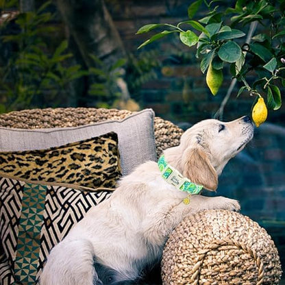 Summer Fresh Green Lime Print Dog Collar for Large Dogs