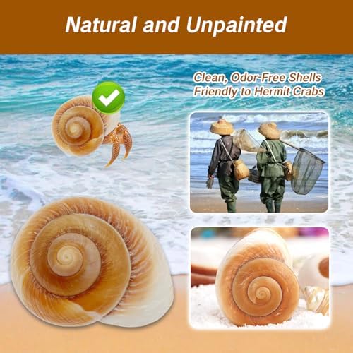 NIIIYTYB Large Hermit Crab Shells Extra Shells 2.7~3.5 Inch Big Empty Natural Sea Conch for Crabs Ideal Hermit Crab Supplies for Shell Changing and Habitat Enrichment