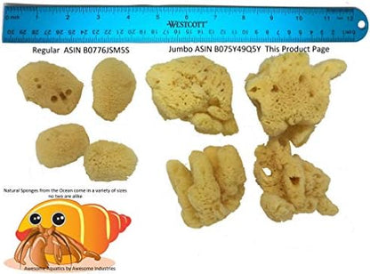 4 Jumbo Natural Hermit Crab Sea Sponges, Water Dish, Humidity & Habitat