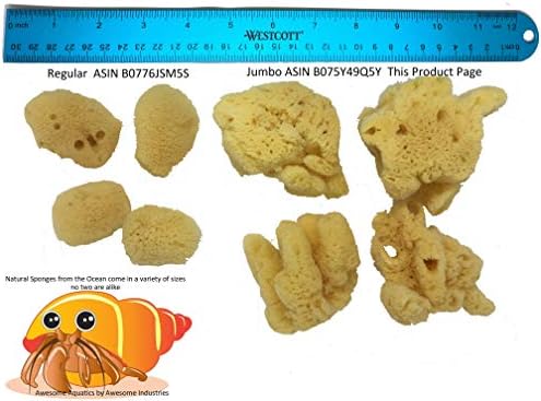 4 Jumbo Natural Hermit Crab Sea Sponges, Water Dish, Humidity & Habitat