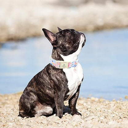 Lionheart glory Dog Collar Sea Animals Print Pink Dog Collars Male or Female Spring Summer Cute Collar Pet Gift Durable Adjustable Dog Collar for Small Dogs