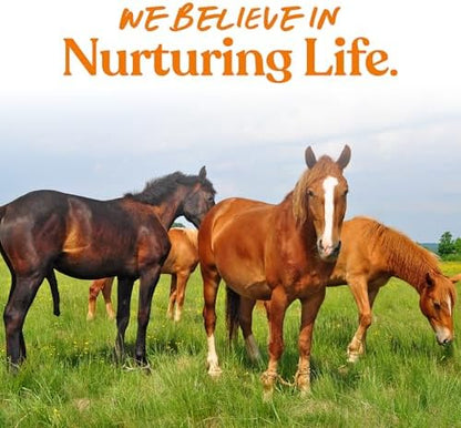 Manna Pro Tasty Delights Horse Treats, Carrot Flavor, Made in USA, 3 lb Tub
