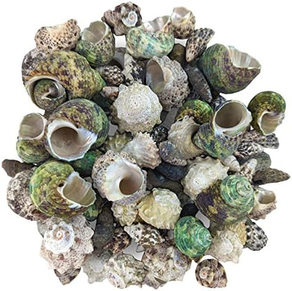 Reef Hermit Crab Shell Mix Spare Shells for Most Saltwater Hermit Crabs 12 OZ 1/2" - 2" Shells