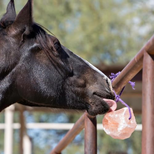 Horsemen's Pride Himalayan Salt Block on Rope for Horses, 2.2 Pounds, SS22