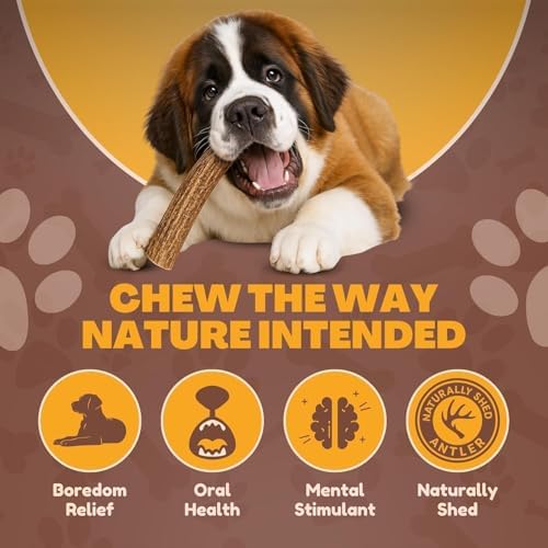 WhiteTail Naturals Monster XXL Whole Deer Antler for Giant Dogs - 7-8"