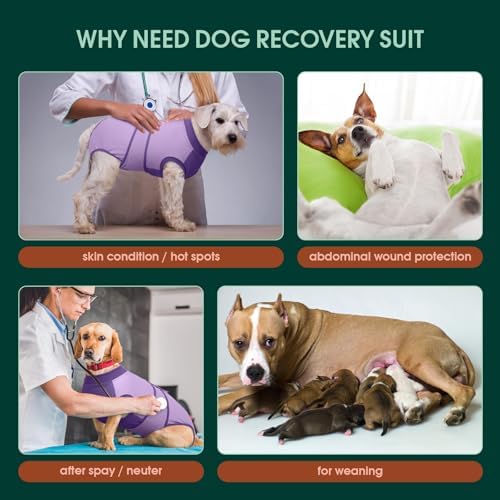 Kuoser Dog Recovery Suit, Female Male Spay Neuter Surgery Suit, Purple, XXL