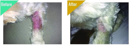 Big Mare Dog Spray | Effective On Hotspots, Yeast, Dermatitis, Staph, Ringworm, Hair Loss, & More. Antibacterial & Antifungal | Vet Approved & Recommended. (8 oz)