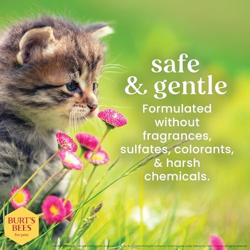 Burts Bees for Pets Tearless Kitten Shampoo with Buttermilk, 10 Fl Oz, 2-Pk
