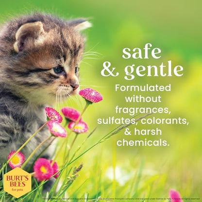 Burts Bees for Pets Tearless Kitten Shampoo with Buttermilk, 10 Fl Oz, 2-Pk