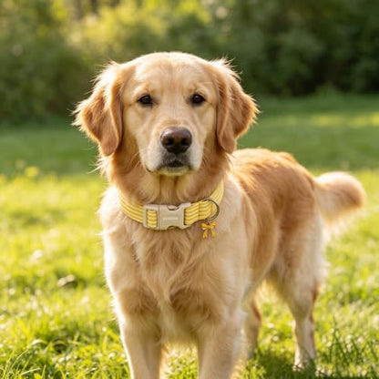 DOGWONG Yellow Girl Striped Dog Collar for Small Medium Large Dogs L
