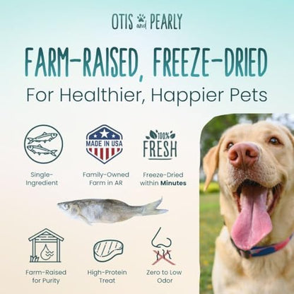 Otis & Pearly Freeze Dried Minnow Dog Treats - Single Ingredient, Made in USA - Healthy Protein Treat for Small, Medium, Large Breeds, Cats (6 oz)
