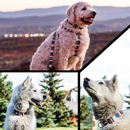 Wolfgang Heavy Duty Martingale Dog Collar with Quick Release Nylon Buckle for Walking & Training, LostArt Print, Medium