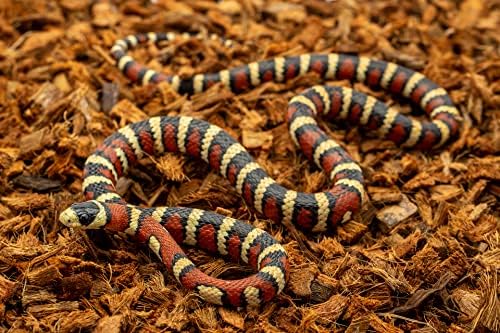 RediChip Reptile Bedding Loose Medium Coconut Chip Substrate 36 Quart Coco Husk Mulch for Snake and Gecko Habitat, Ball Python Terrarium, Lizard and Turtle Tanks, Tortoise Enclosure (2 Pk)