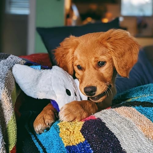 BarkBox Manny Ray Dog Toy - for Dogs