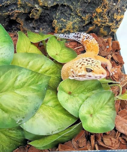 Reptile Plants for Terrarium,Habitat Decor,Hanging Plant with Suction Cup