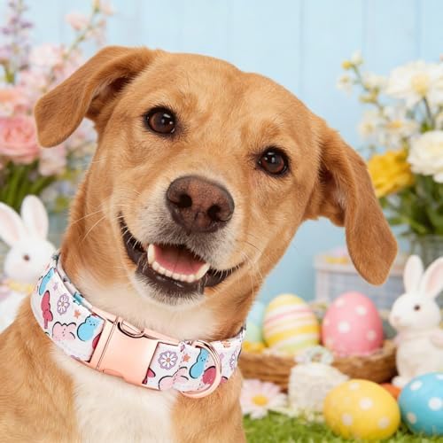 Easter Dog Collar, Colorful Rabbit Print Pet Collars Pink Cute Durable Metal Buckle Girl and Boy Dog Collars Adjustable for Small Medium Large Dogs