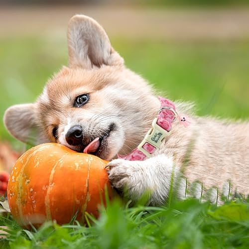 Fall Pink Pumpkin Print Dog Collar Adjustable for X-Small Dogs