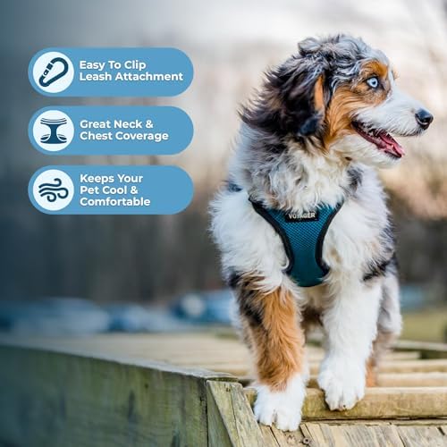 Voyager Step-in Lock Dog Harness - Turquoise/Black Trim, Large