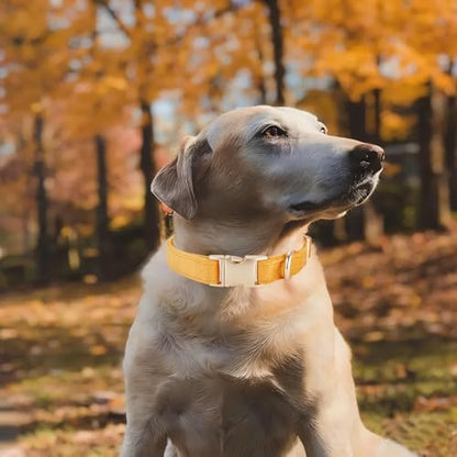 Soft Corduroy Fibric Dog Collar with High Grade Metal Buckle, for Medium Dogs.(Orange,Medium:12-19")
