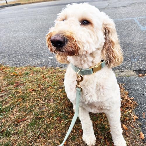 Cotton Fibric Dog Collar with High Grade Metal Buckle, for Small Dogs(Light Green,Small:10-15")