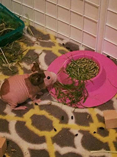 Tip-Proof Ergonomic Pet Bowl for Guinea Pig and Other Small Pets, 1/4-Cup Small Size, Lilac (Purple) (Pack of 2)