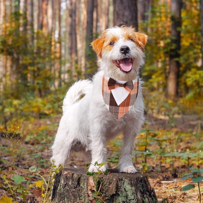 ADOGGYGO Fall Dog Tuxedo Bandana, Plaid Thanksgiving Dog Bow Tie Collar, XS