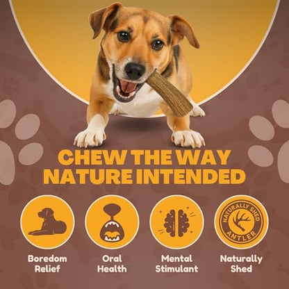 WhiteTail Naturals Whole Deer Antler Dog Chew - Medium 5-6" - 1Ct.