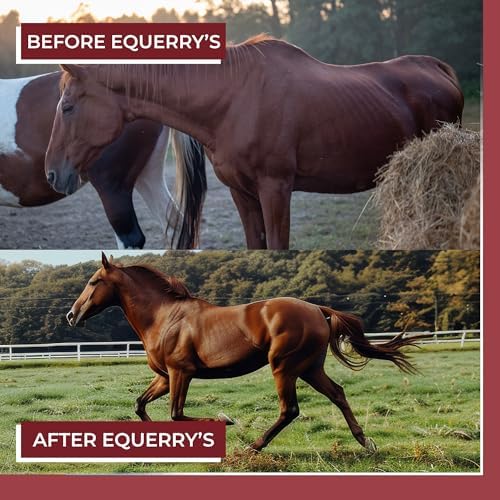 EQUERRY'S Better Horse Belly - Supplement for Horses with Gut Support | Probiotics with Prebiotics and Digestive Enzymes | for Colic, Digestive Upset - 3.2LB