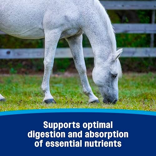 Farnam Probiotic Paste Horses in Syringe Supports Healthy Microbial Balance