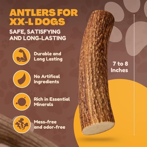 WhiteTail Naturals Monster XXL Whole Deer Antler for Giant Dogs - 7-8"