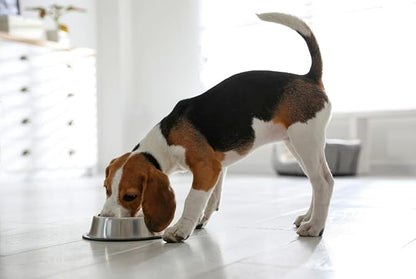 Van Ness Pets Small Non Tip Stainless Steel Dog Bowl, 16 OZ Food and Water Dish, Wide Base Prevents Spills, Silver