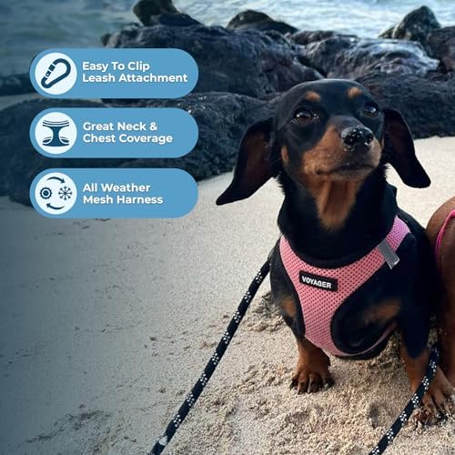 Best Pet Supplies Voyager Step-in Air All Weather Mesh Harness and Reflective Dog 5ft Leash Combo with Neoprene Handle, for Small, Medium and Large Breed Puppies - Pink Base, Medium