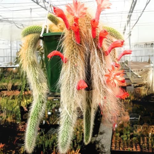 Rare Monkey Tail Cactus Live Plant - Fuzzy Trailing Succulent Home Decor