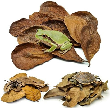 Dry Oak Leaf Litter for Reptiles,20Pcs Oak,30Pcs Longan & 10PCS Indian Almond Leaves,Leaf Litter Isopods Live Substrate Terrarium Bedding for Turtle,Snakes,Frogs,Isopod,Spider, Cricket