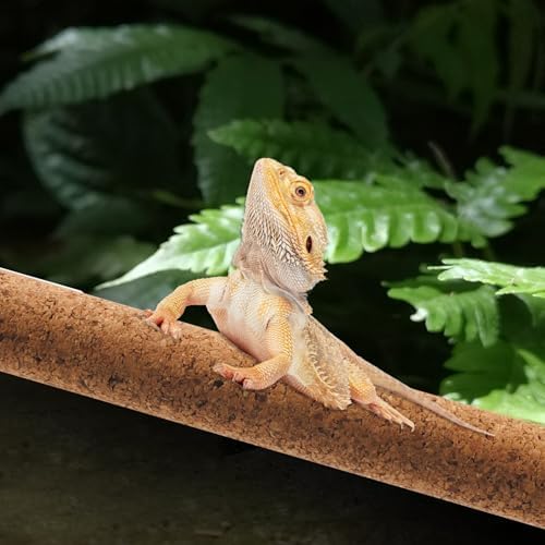 PINVNBY Cork Branches for Reptiles,2 Pcs Natural Wood Bearded Dragon Stick Snake Climbing Branch Habitat Log Decor for Tree Frog Lizard Gecko Spider Chameleon