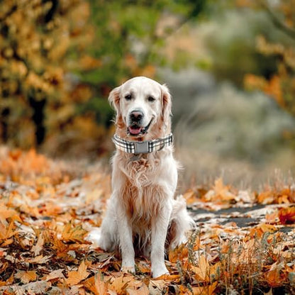Classic Beige Black Plaid Dog Collar for X-Large Dogs