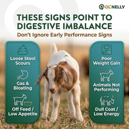 Ruminant Probiotic Paste for Cattle & Goats | Prebiotic + Probiotic | 6 Strains, 12B CFU | Digestive, Rumen & Immune Support - Pack of 2-80G Each