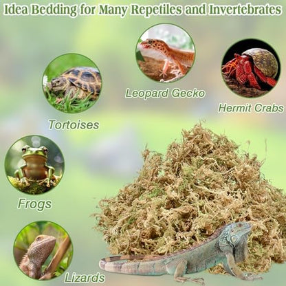 Sphagnum Moss for Reptiles, 6 oz Natural Terrarium Bedding Substrat