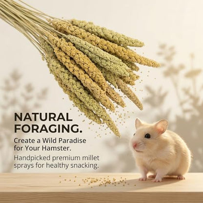 Sukh 30 Pcs Natural Millet Spray - 12.6in Hamster Cage Accessories Decor